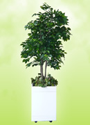 日本初！観葉植物型の酸素供給機「酸素の樹」